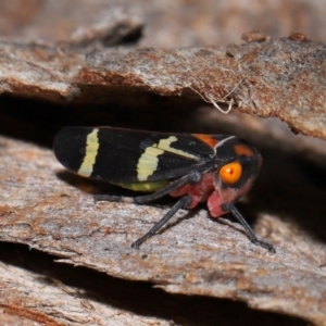 Eurymeloides pulchra at Lawson North Grasslands - 15 Apr 2024 03:48 PM