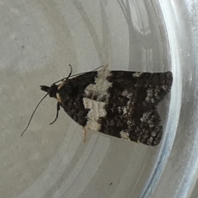 Dichelia cosmopis (A Tortricid moth) at QPRC LGA - 16 Apr 2024 by Paul4K