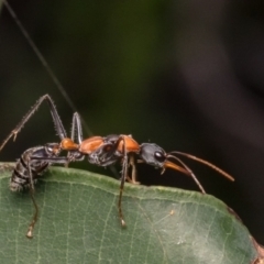 Unidentified Ant (Hymenoptera, Formicidae) at Dee Why, NSW - 14 Apr 2024 by Roger