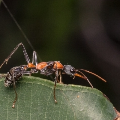 Myrmecia nigrocincta (Jumper ant, jumping jack) at Dee Why, NSW - 14 Apr 2024 by Roger