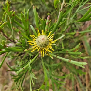 Isopogon anemonifolius at Blue Mountains National Park - 17 Apr 2024