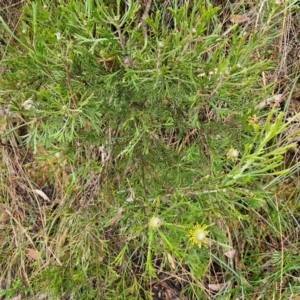 Isopogon anemonifolius at Blue Mountains National Park - 17 Apr 2024