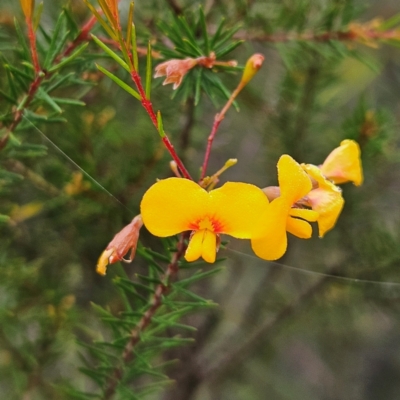 Dillwynia retorta (Heathy Parrot-Pea) at Blue Mountains National Park - 16 Apr 2024 by MatthewFrawley