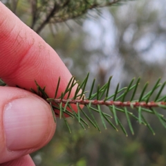 Dillwynia retorta at Blue Mountains National Park - 17 Apr 2024