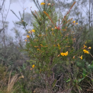 Dillwynia retorta at Blue Mountains National Park - 17 Apr 2024