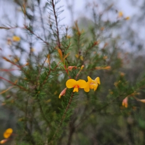 Dillwynia retorta at Blue Mountains National Park - 17 Apr 2024