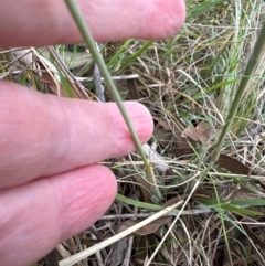 Eragrostis curvula (African Lovegrass) at Cook, ACT - 17 Apr 2024 by lbradley