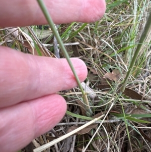 Eragrostis curvula at Cook, ACT - 17 Apr 2024