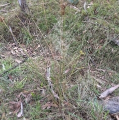 Eragrostis curvula at Cook, ACT - 17 Apr 2024