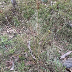 Eragrostis curvula at Cook, ACT - 17 Apr 2024 10:56 AM