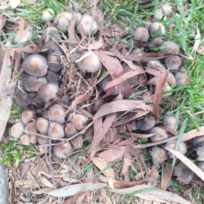 Coprinellus etc. (An Inkcap) at Acton, ACT - 16 Apr 2024 by LouGaffey