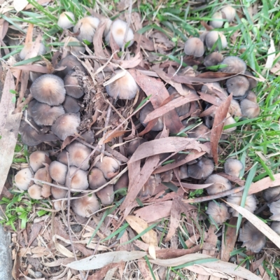 Coprinellus etc. (An Inkcap) at Sullivans Creek, Acton - 17 Apr 2024 by LouGaffey