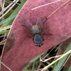 Calliphoridae (family) at Cook, ACT - 17 Apr 2024