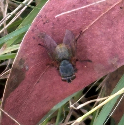 Calliphoridae (family) (Unidentified blowfly) at Aranda Bushland - 17 Apr 2024 by lbradley