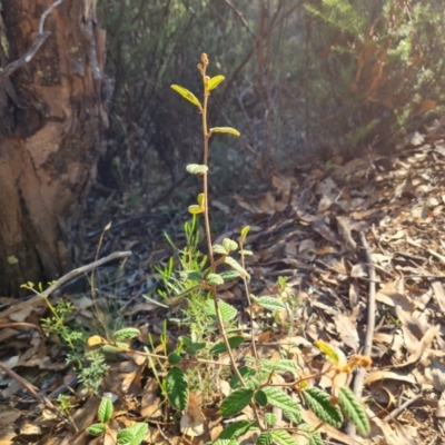 Pomaderris betulina subsp. actensis (Canberra Pomaderris) at Kambah, ACT - 16 Apr 2024 by Mike