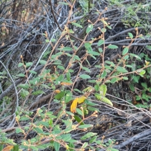 Pomaderris betulina subsp. actensis at Bullen Range - 16 Apr 2024