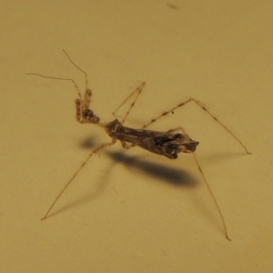 Empicoris sp. (genus) at Pollinator-friendly garden Conder - 30 Nov 2023 06:46 PM