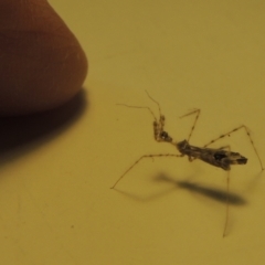 Empicoris sp. (genus) at Pollinator-friendly garden Conder - 30 Nov 2023