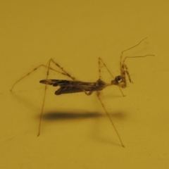 Empicoris sp. (genus) at Pollinator-friendly garden Conder - 30 Nov 2023 06:46 PM