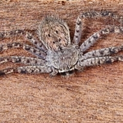 Isopedella pessleri (A huntsman spider) at Crace Grasslands - 17 Apr 2024 by trevorpreston