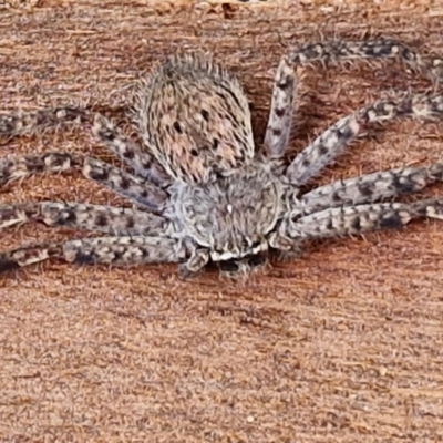 Isopedella pessleri (A huntsman spider) at Crace Grasslands - 17 Apr 2024 by trevorpreston