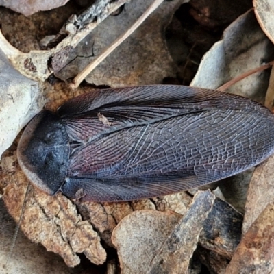 Laxta granicollis (Common bark or trilobite cockroach) at Crace Grasslands - 17 Apr 2024 by trevorpreston