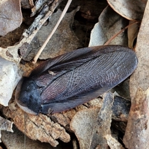 Laxta granicollis at Crace Grasslands - 17 Apr 2024