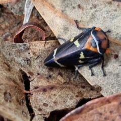 Eurymeloides pulchra (Gumtree hopper) at Crace Grasslands - 17 Apr 2024 by trevorpreston