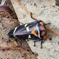 Eurymeloides pulchra at Crace Grasslands - 17 Apr 2024