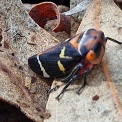 Eurymeloides pulchra at Crace Grasslands - 17 Apr 2024