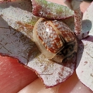 Paropsisterna m-fuscum at Crace Grasslands - 17 Apr 2024 11:34 AM