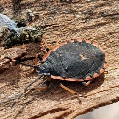 Diemenia rubromarginata (Pink-margined bug) at Crace Grasslands - 17 Apr 2024 by trevorpreston