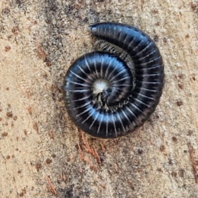 Ommatoiulus moreleti (Portuguese Millipede) at Crace Grasslands - 17 Apr 2024 by trevorpreston