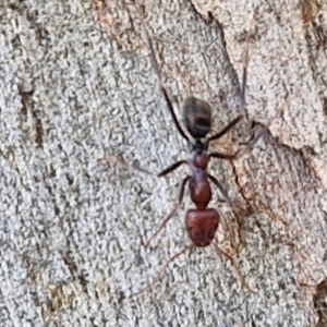 Iridomyrmex purpureus at Crace Grasslands - 17 Apr 2024