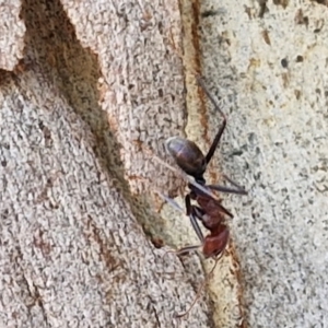 Iridomyrmex purpureus at Crace Grasslands - 17 Apr 2024