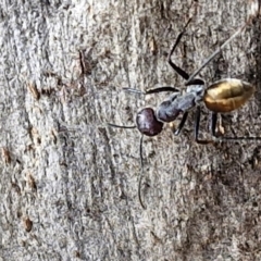 Camponotus suffusus (Golden-tailed sugar ant) at Crace Grasslands - 17 Apr 2024 by trevorpreston