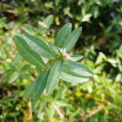 Alternanthera philoxeroides (Alligator Weed) at Lake Burley Griffin West - 16 Apr 2024 by jedp03