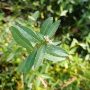 Alternanthera philoxeroides at Lake Burley Griffin West - 17 Apr 2024 09:37 AM