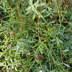 Alternanthera philoxeroides (Alligator Weed) at Yarralumla, ACT - 17 Apr 2024 by jedp03