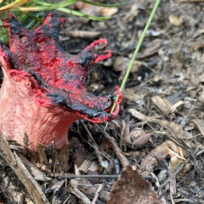 Aseroe rubra (Anemone Stinkhorn) at Deakin, ACT - 17 Apr 2024 by JamonSmallgoods