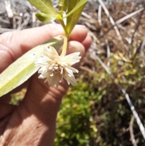 Alternanthera philoxeroides at Lake Burley Griffin West - 17 Apr 2024