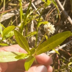 Alternanthera philoxeroides at Lake Burley Griffin West - 17 Apr 2024