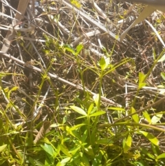 Alternanthera philoxeroides at Lake Burley Griffin West - 17 Apr 2024