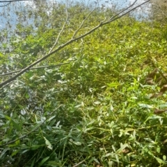 Alternanthera philoxeroides at Lake Burley Griffin West - 17 Apr 2024