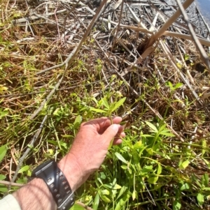 Alternanthera philoxeroides at Lake Burley Griffin West - 17 Apr 2024