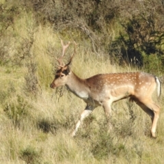 Dama dama (Fallow Deer) at Mt Holland - 14 Apr 2024 by danswell