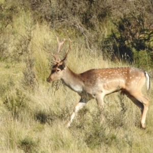 Dama dama at Mt Holland - suppressed