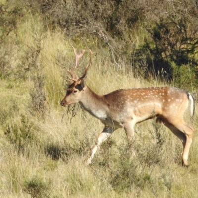 Dama dama (Fallow Deer) at Mt Holland - 15 Apr 2024 by danswell