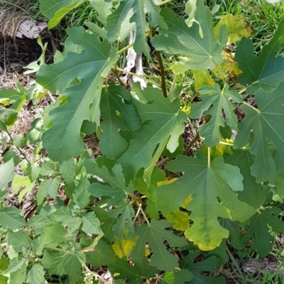 Ficus carica (Fig) at Mount Majura - 15 Apr 2024 by HappyWanderer