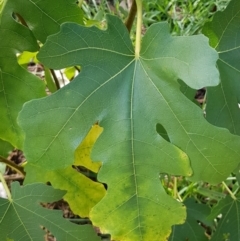 Ficus carica at Mount Majura - 15 Apr 2024